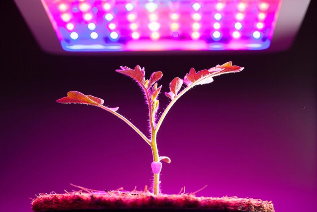 Tomato seedling growing under Full Spectrum LED light 