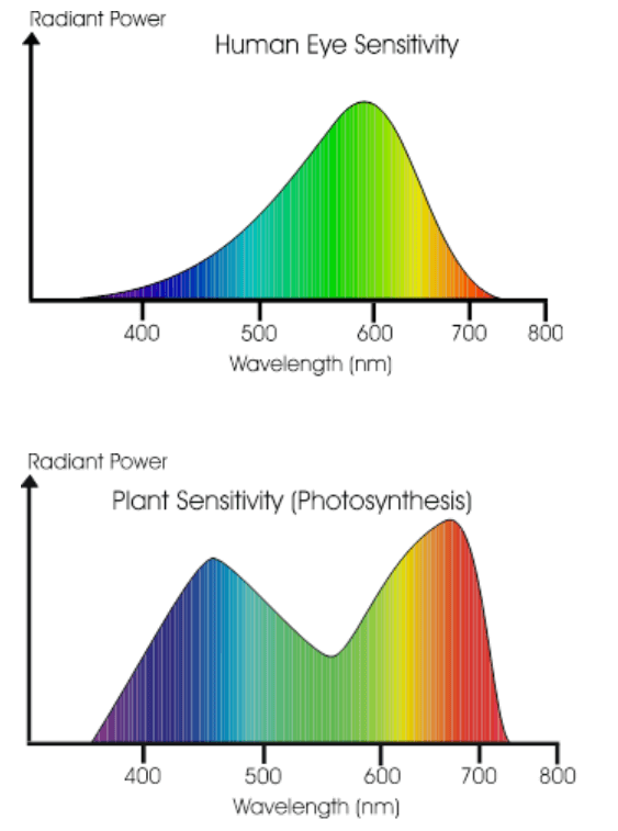 Plant photosynthesis response vs human-eye response