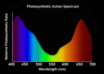Photosynthetic action spectrum